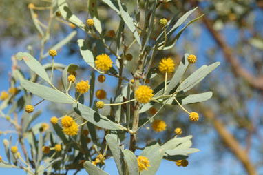 APII jpeg image of Acacia synchronicia  © contact APII