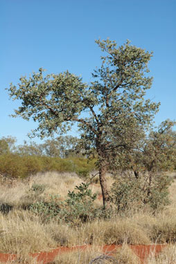 APII jpeg image of Acacia inequilatera  © contact APII