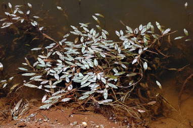 APII jpeg image of Potamogeton tricarinatus  © contact APII