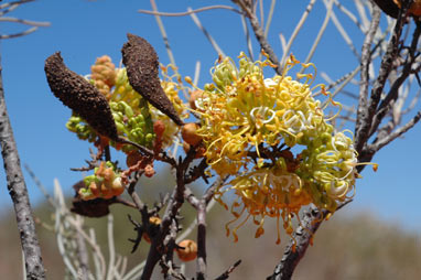 APII jpeg image of Grevillea gordoniana  © contact APII