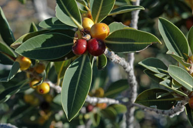 APII jpeg image of Ficus brachypoda  © contact APII