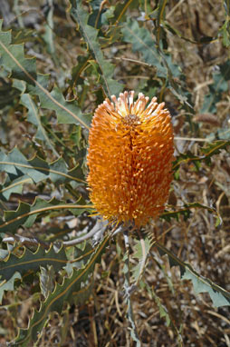 APII jpeg image of Banksia ashbyi  © contact APII