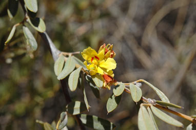 APII jpeg image of Labichea cassioides  © contact APII