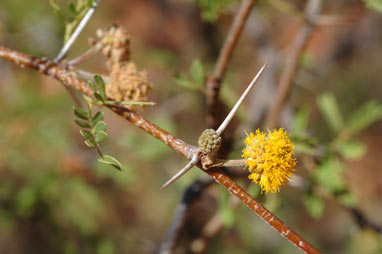 APII jpeg image of Vachellia farnesiana  © contact APII