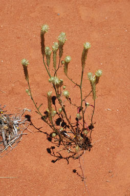 APII jpeg image of Ptilotus polystachyus  © contact APII