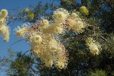 APII jpeg image of Grevillea annulifera  © contact APII