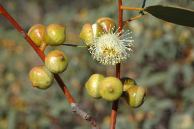 APII jpeg image of Eucalyptus oldfieldii  © contact APII