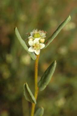 APII jpeg image of Monotaxis bracteata  © contact APII