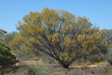 APII jpeg image of Acacia neurophylla subsp. neurophylla  © contact APII