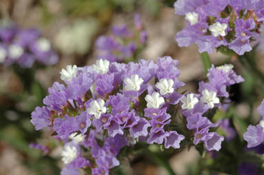 APII jpeg image of Limonium sinuatum  © contact APII