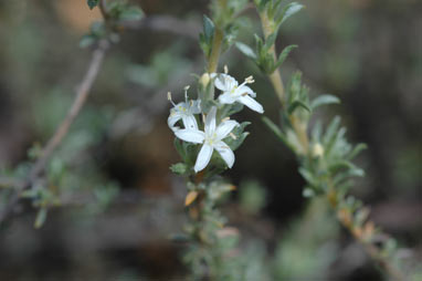 APII jpeg image of Wilsonia humilis  © contact APII