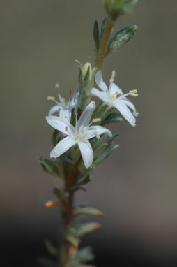 APII jpeg image of Wilsonia humilis  © contact APII