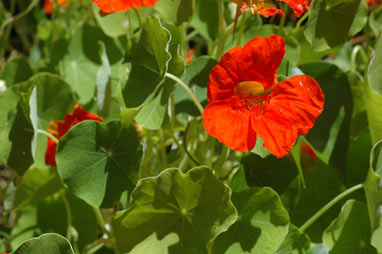 APII jpeg image of Tropaeolum majus  © contact APII