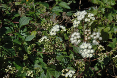 APII jpeg image of Ageratina adenophora  © contact APII