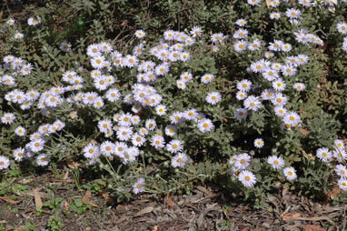 APII jpeg image of Olearia frostii  © contact APII