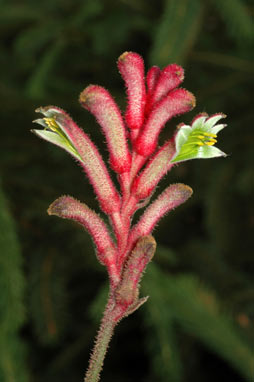 APII jpeg image of Anigozanthos 'Bush Pizazz'  © contact APII