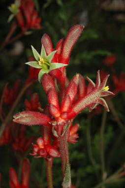 APII jpeg image of Anigozanthos 'Bush Fury'  © contact APII