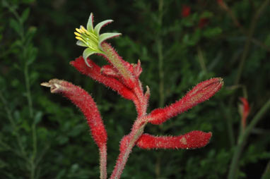 APII jpeg image of Anigozanthos 'Ruby Velvet'  © contact APII