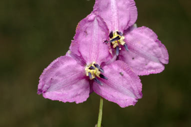 APII jpeg image of Arthropodium fimbriatum  © contact APII