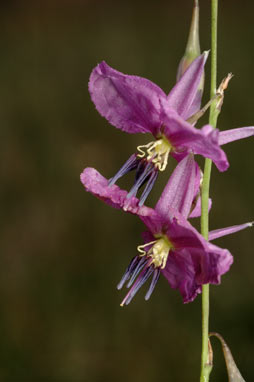 APII jpeg image of Arthropodium fimbriatum  © contact APII