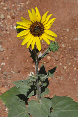 APII jpeg image of Helianthus annuus  © contact APII