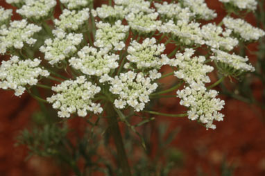 APII jpeg image of Ammi majus  © contact APII