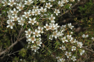 APII jpeg image of Leptospermum arachnoides  © contact APII