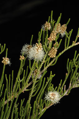 APII jpeg image of Melaleuca thyoides  © contact APII