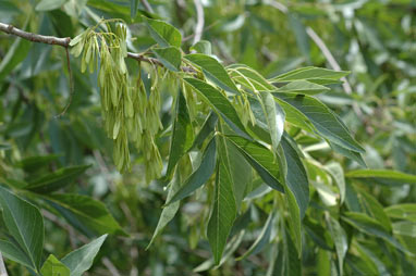 APII jpeg image of Fraxinus pennsylvanica  © contact APII