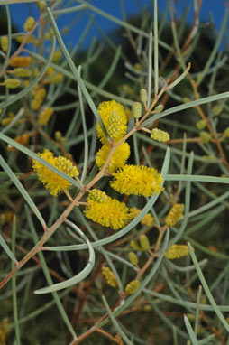 APII jpeg image of Acacia aneura var. aneura  © contact APII