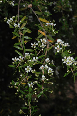 APII jpeg image of Babingtonia pluriflora 'White Cascade'  © contact APII