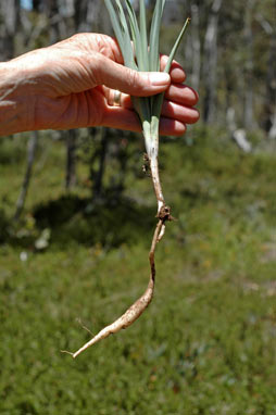 APII jpeg image of Arthropodium milleflorum  © contact APII