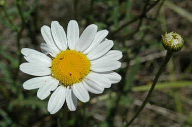 APII jpeg image of Leucanthemum vulgare  © contact APII