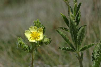 APII jpeg image of Potentilla recta  © contact APII