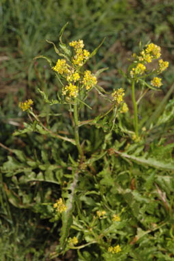 APII jpeg image of Rorippa palustris  © contact APII