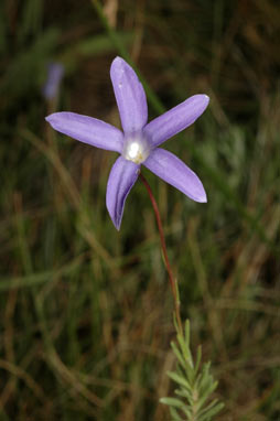 APII jpeg image of Wahlenbergia densifolia  © contact APII