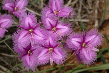 APII jpeg image of Thysanotus tuberosus subsp. tuberosus  © contact APII