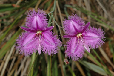 APII jpeg image of Thysanotus tuberosus subsp. tuberosus  © contact APII