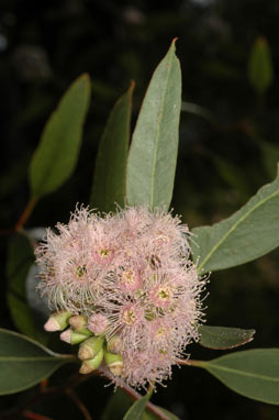 APII jpeg image of Eucalyptus albopurpurea  © contact APII