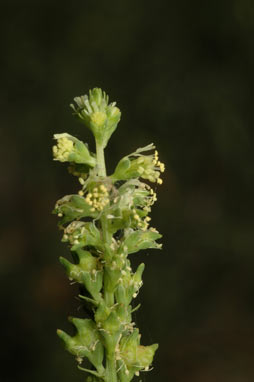 APII jpeg image of Reseda luteola  © contact APII