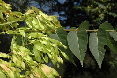 APII jpeg image of Ailanthus altissima  © contact APII