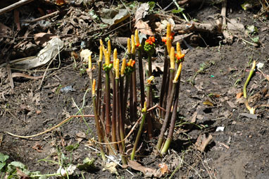 APII jpeg image of Arum italicum  © contact APII