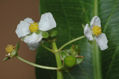 APII jpeg image of Sagittaria platyphylla  © contact APII