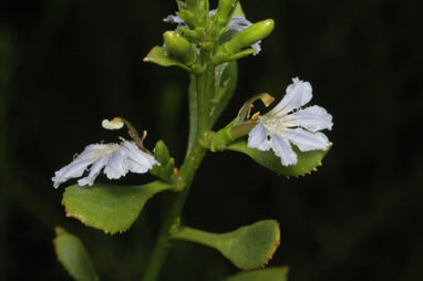 APII jpeg image of Scaevola crassifolia  © contact APII