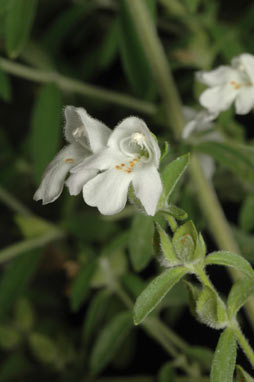 APII jpeg image of Prostanthera lithospermoides  © contact APII