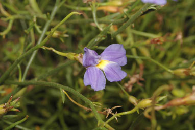 APII jpeg image of Goodenia caerulea  © contact APII