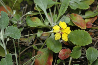 APII jpeg image of Goodenia hederacea subsp. hederacea  © contact APII