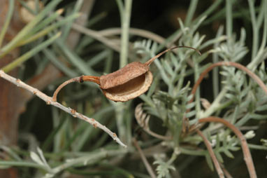 APII jpeg image of Grevillea stenomera  © contact APII