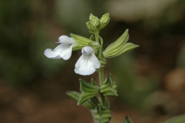 APII jpeg image of Salvia reflexa  © contact APII