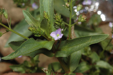 APII jpeg image of Veronica anagallis-aquatica  © contact APII